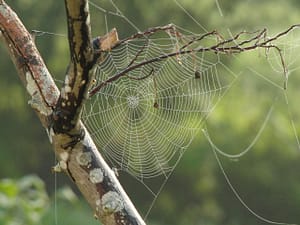 spider-web-617769_1280