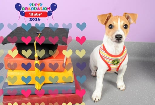 Congratulations Ruby for graduating from puppy preschool! Next step - PHD!