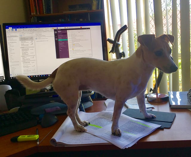 Ruby the dog on my desk